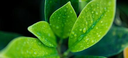 Green nature. Peaceful nature banner. Green leaves with raindrops, artistic blurred background. Peaceful nature closeup concept. Nature macro, fresh water drop or dew drops pattern photo