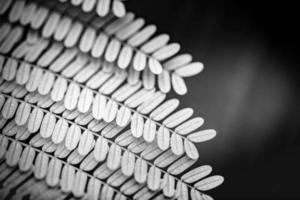 Artistic black and white process of tropical fern plant. Isolated on blurred black natural background photo