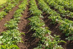 Rows of potatoes in field. Green lush foliage of potatoes on a farm field. photo