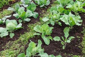 las cabezas de col crecen en la cama del jardín. brassica oleracea. coles en un huerto foto