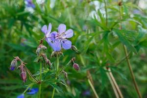 Geranium pratense or meadow geranium. A blue flower grows in a meadow in the middle of green grass. photo