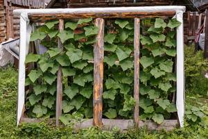 Cucumbers in the garden. A small greenhouse for cucumbers in the garden. photo