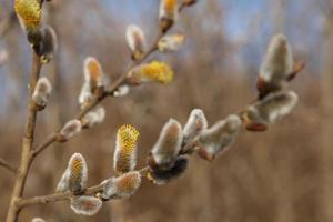 willow buds in early spring. Willow tree branches. beginning of flowering willow. photo