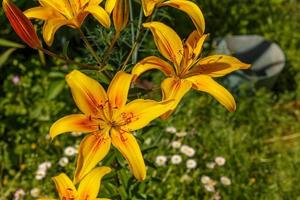 Lily flower. Yellow flowers grow in the garden bed. Floriculture. Lilium
