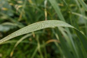 Water drops on green grass after rain. photo