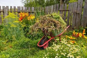 The garden cart is filled with cut grass. Cleaning of weeds and herbs in the garden. photo