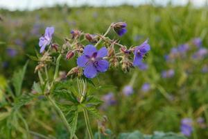 Geranium pratense or meadow geranium. A blue flower grows in a meadow in the middle of green grass. photo
