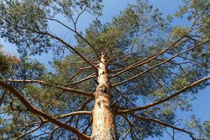 Pine tree, bottom view of tall old tree with sunlight. Blue sky in the background. photo