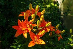 flor en el jardín. lirio la flor de lirio naranja crece junto al invernadero. foto