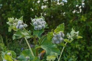 Arctium lappa, commonly called greater burdock. Blooming medicinal plant burdock. photo