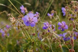 flor azul crece en un prado de hierba verde. geranio pratense o geranio de pradera. foto