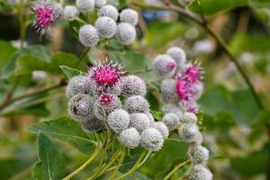 Arctium lappa commonly called greater burdock. Flowering plant. Burdock flower. photo