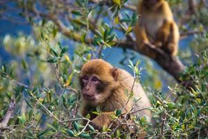 A family of monkeys on the mountain photo