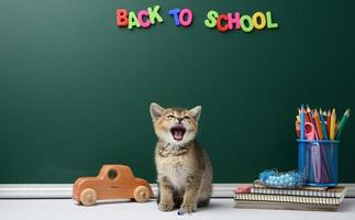 cute kitten scottish chinchilla sitting with open mouth on a book on a background of green chalk board and stationery photo