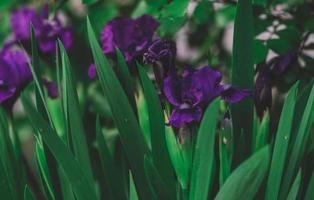 Growing purple irises with green leaves in the garden photo