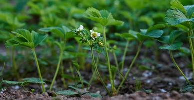 Arbusto de fresa con hojas verdes y flores blancas en huerta, fruticultura foto