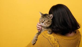 una mujer con un suéter naranja sostiene un gato recto escocés adulto sobre un fondo amarillo. amor a los animales foto