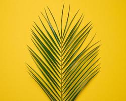 green leaf of palm tree on yellow background. View from above photo