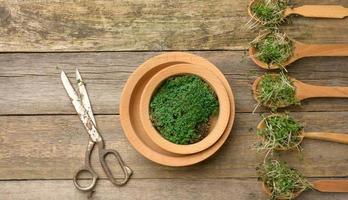 green sprouts of chia, arugula and mustard in a wooden spoon on a gray background from old gray boards, top view. Useful supplement for food containing vitamins C, E and K photo