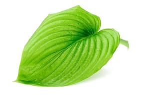 green leaf of hosta plantain with water drops isolated on white background photo