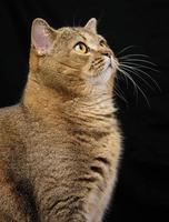 Portrait of an adult gray cat with yellow eyes on a black background photo