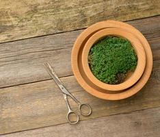 green sprouts of chia, arugula and mustard in a wooden spoon on a gray background from old gray boards, top view photo