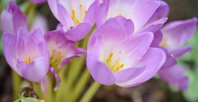 purple flowering crocus, close up photo