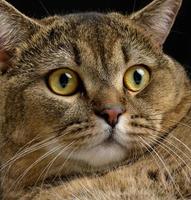 Portrait of an adult gray cat with yellow eyes on a black background photo