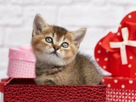 cute kitten Scottish chinchilla straight breed sits on a white background and boxes with gifts, festive background photo