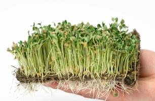 green flax sprouts on a white background, useful microgreen on a white background photo