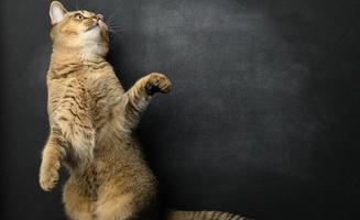 gray Scottish straight cat on a black background,  funny face photo