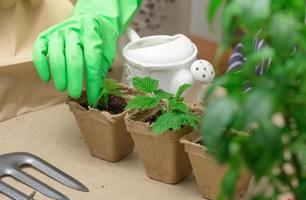 Woman in green gloves grows plants in paper cups. Plant growing at home photo