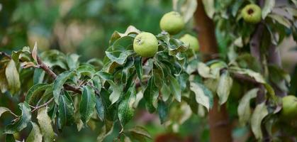 peras verdes maduras de cultivo orgánico en el jardín de verano. foto