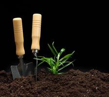 green sprout and garden trowel and rake on a pile of earth, black background photo