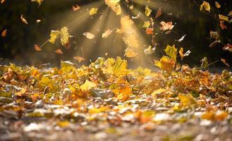 hojas de arce secas doradas dando vueltas en el aire sobre el suelo. paisaje otoñal en el parque foto