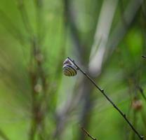 little park snail sits on a branch, spring sunny day photo