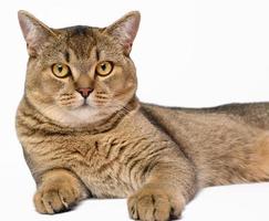 adult gray Scottish straight chinchilla cat lies on a white background, the animal is resting photo