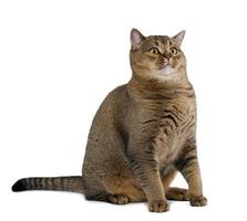 Adult gray cat scottish straight sitting on a white background photo