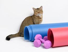 adult gray Scottish straight chinchilla cat lies on a white background photo