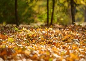 Autumn park with trees and bushes, yellow leaves on the ground and on the branches. Idyllic scene photo