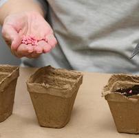 Cucumber seeds in a female palm. Planting seeds in paper cardboard cup at home, hobby photo