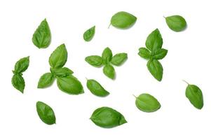 Various green basil leaves isolated on white background photo