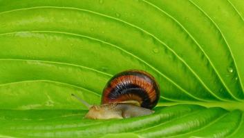 brown garden snail on a green leaf, close up photo