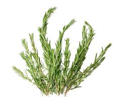 fresh sprig of rosemary with green leaves isolated on white background, fragrant seasoning photo