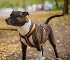 Adult brown american pit bull terrier stands in an autumn park and looks to the side. photo