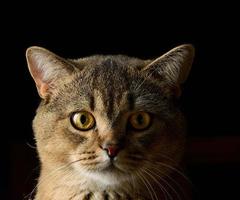 portrait of an adult gray Scottish straight cat on a black background photo