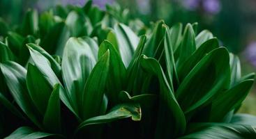 bush with green leaves autumn colchicum in the garden photo