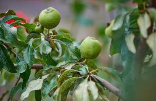 Ripe organic cultivar green pears in the summer garden. photo