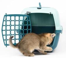 little kitten Scottish chinchilla straight-eared ticked on gold sits on a white background and large plastic carrier cage photo