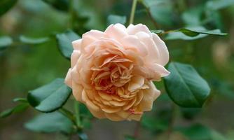 bud of a blooming pink rose in the garden on a summer day, green leaves around photo